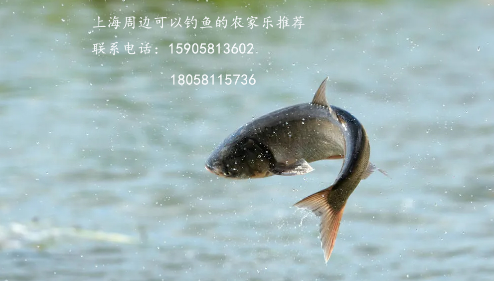 農(nóng)家樂釣魚好去處推薦/上海周邊 農(nóng)家樂釣魚好去處推薦/上海周邊