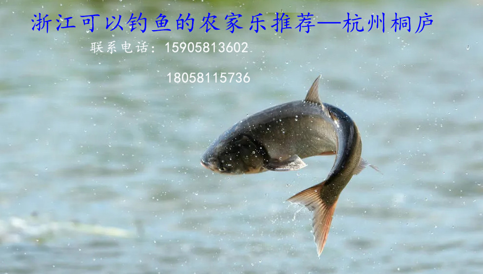 上海周邊可以免費(fèi)釣魚的農(nóng)家樂民宿推薦